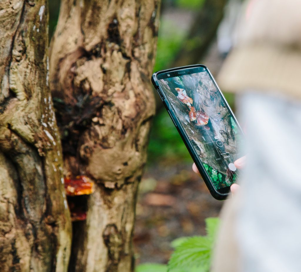 a smartphone taking a picture of mushrooms at the base of a tree