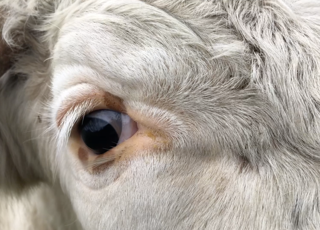 a close-up image of a cow's eye